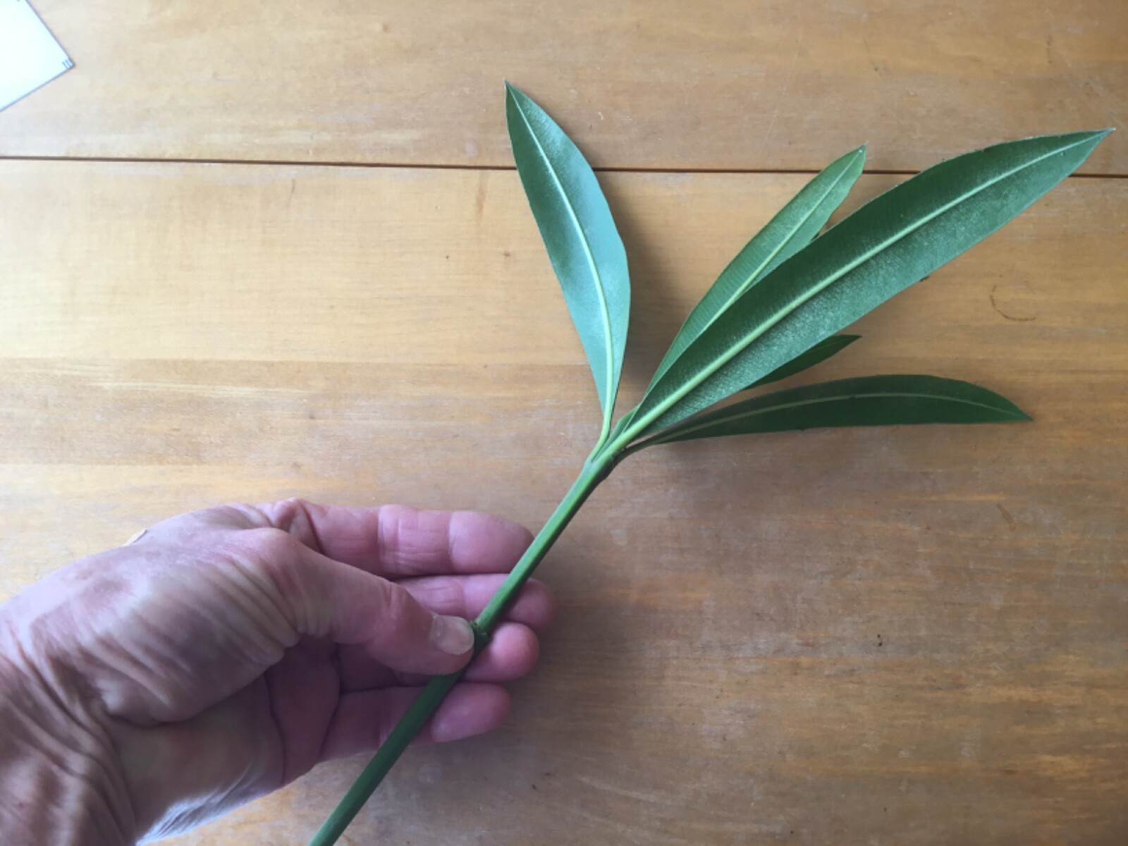 Oleander cuttings for rooting (8)red or pink or mix 2025 season