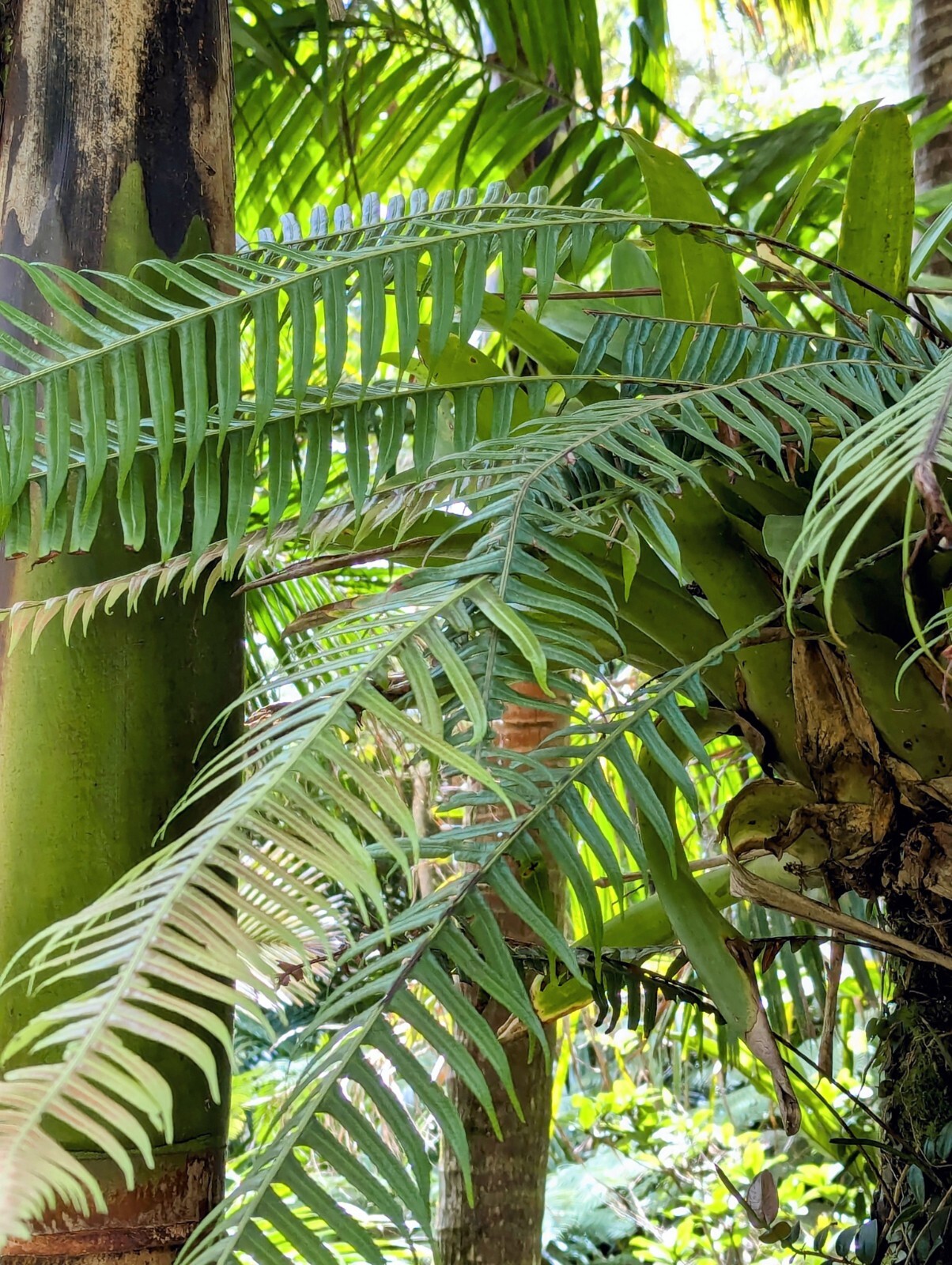 Mature 2 ft EX Rare Bare Rhizome: CLIMBING Blechnum Attenuatum Rare Unique fern