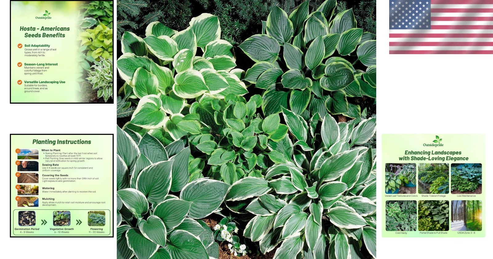 Low Maintenance Hosta Seeds – 50 Pcs. for Shade Gardens with -Round Elegance