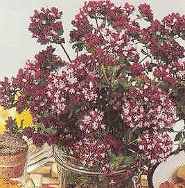 Origanum vulgare Purple Maiden 2,000 seeds