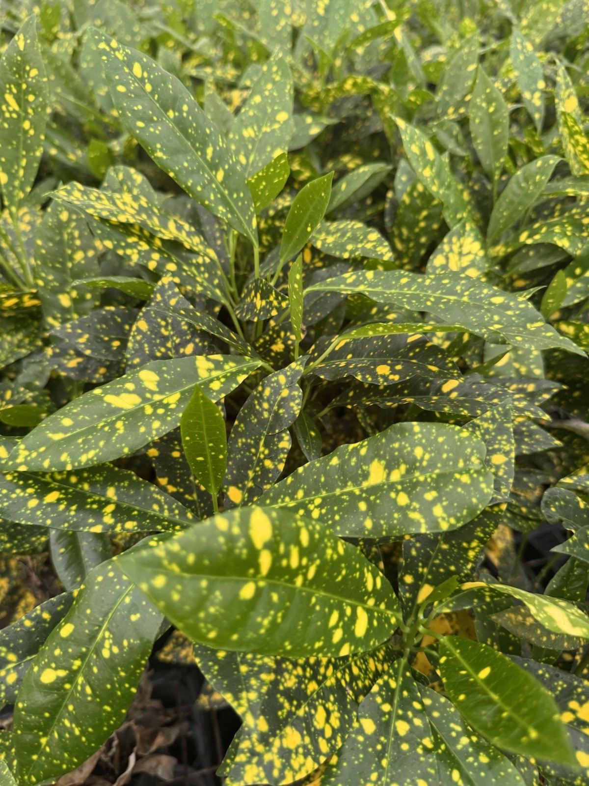 live plants outdoor