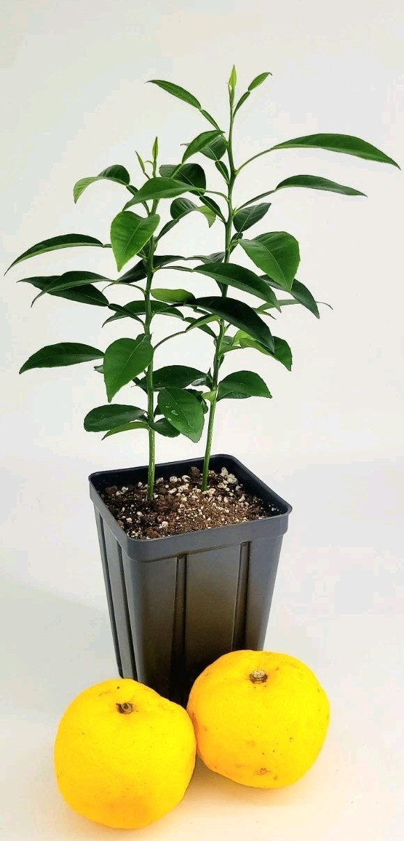 Pot of 2 Yuzu Trees, 6 Inches To One Foot Tall.