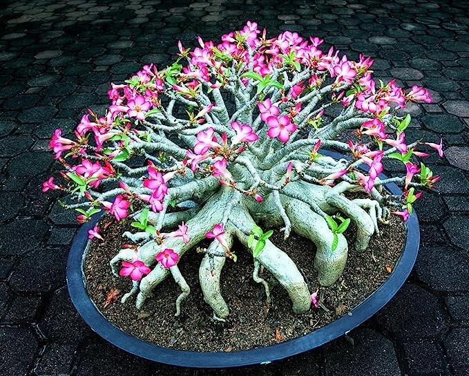 Mixed Color Desert Rose Seeds to Grow | 10 Pack | Adenium Obesum,