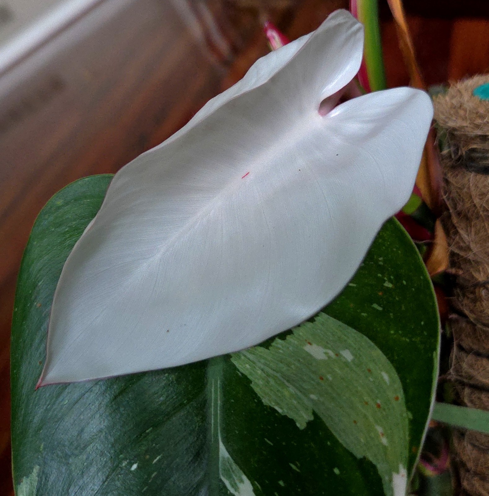 Rare Philodendron White Princess Tricolor 25″ Tall w/ Pups Not Aroid Anthurium