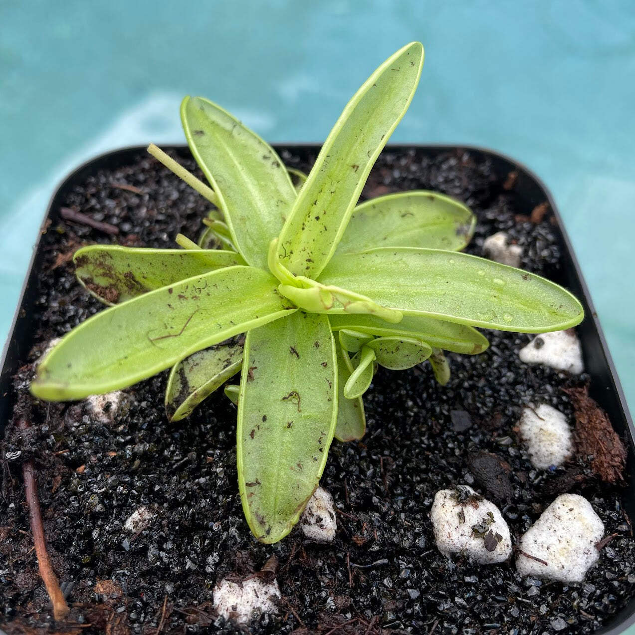 Primrose Butterwort (Pinguicula Primuliflora) in a 3.5″ pot
