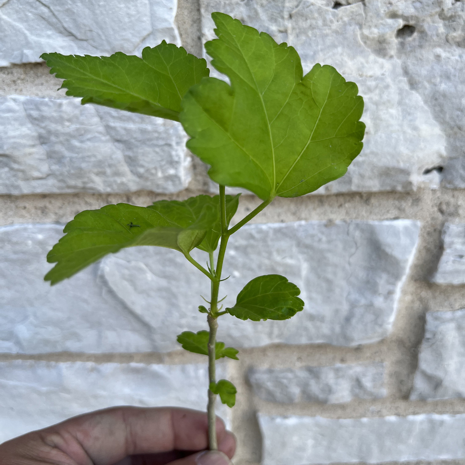 Hibiscus Live Plant w/ Roots Transplant Starter Bush HIBISCUS-30″ Tall 1PK