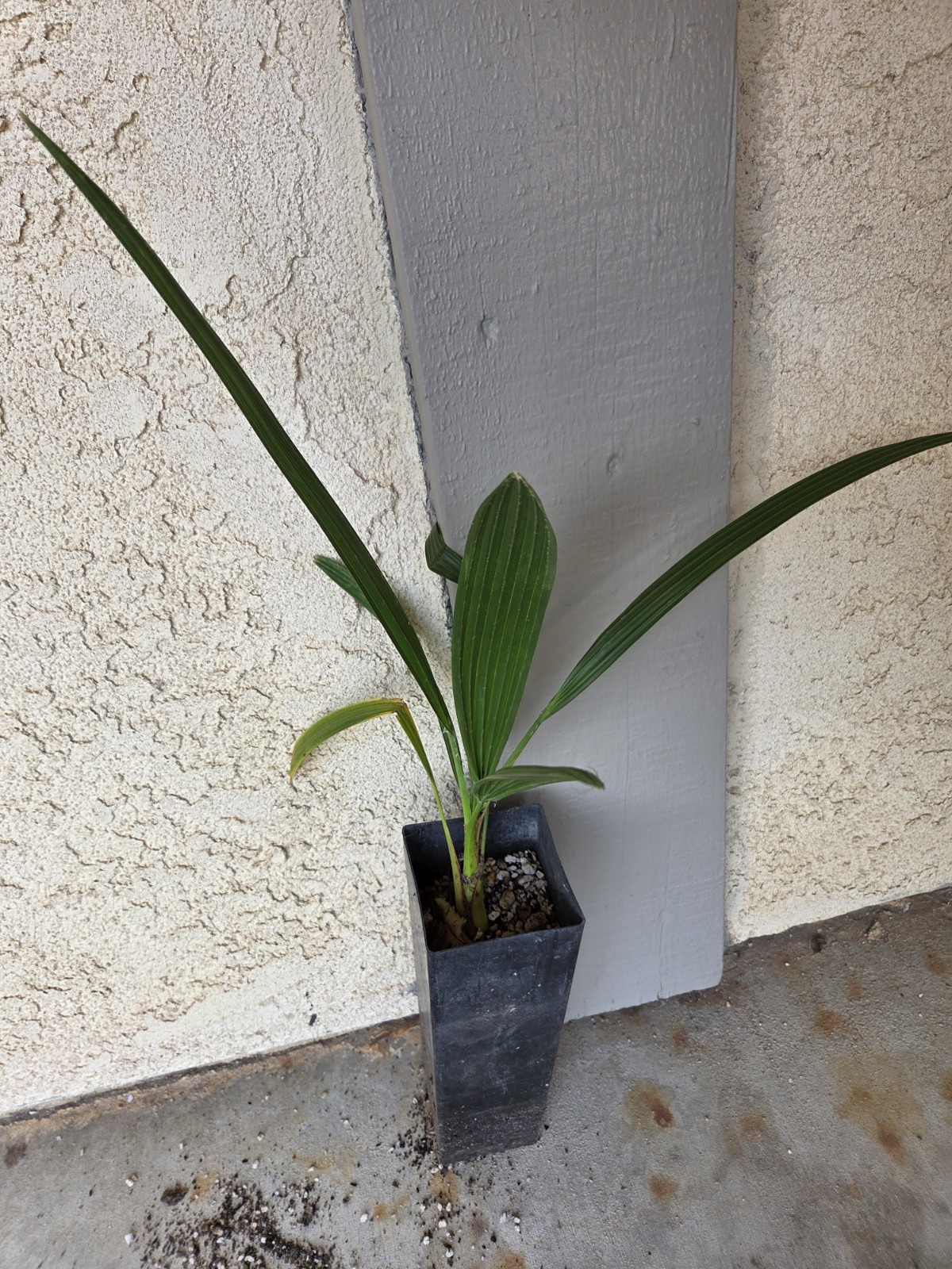 Brahea edulis Guadalupe Fan Palm Seedlings 4-5 Leaves 3 Live Plants