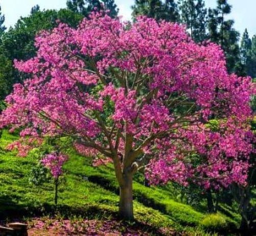 Silk Floss Tree Pink Live Ceiba Speciosa Chorisia Flowering Plant Bonsai 2-5 Ft