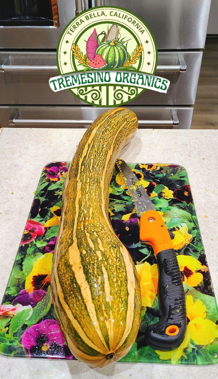 Rare Tropical Long Squash, 15 Seeds- Calabaza Mexicana Para Dulce, 15 Semillas