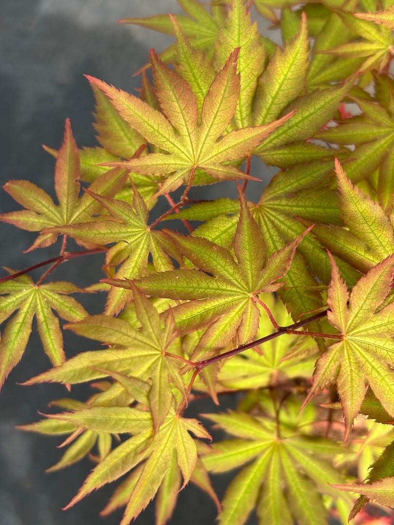 Acer palmatum ‘Strawberry Spring’ (Strawberry Spring Japanese Maple)