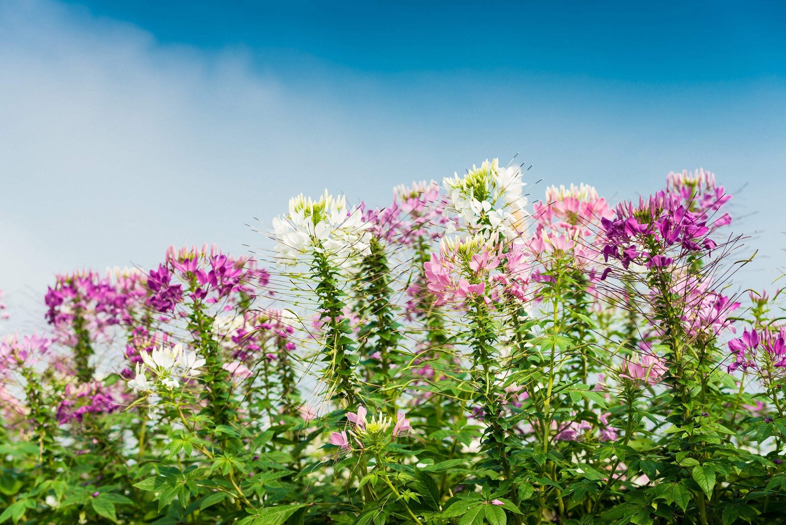 250 MIXED Colors QUEEN CLEOME Hassleriana Spinosa Spider Flower Seeds