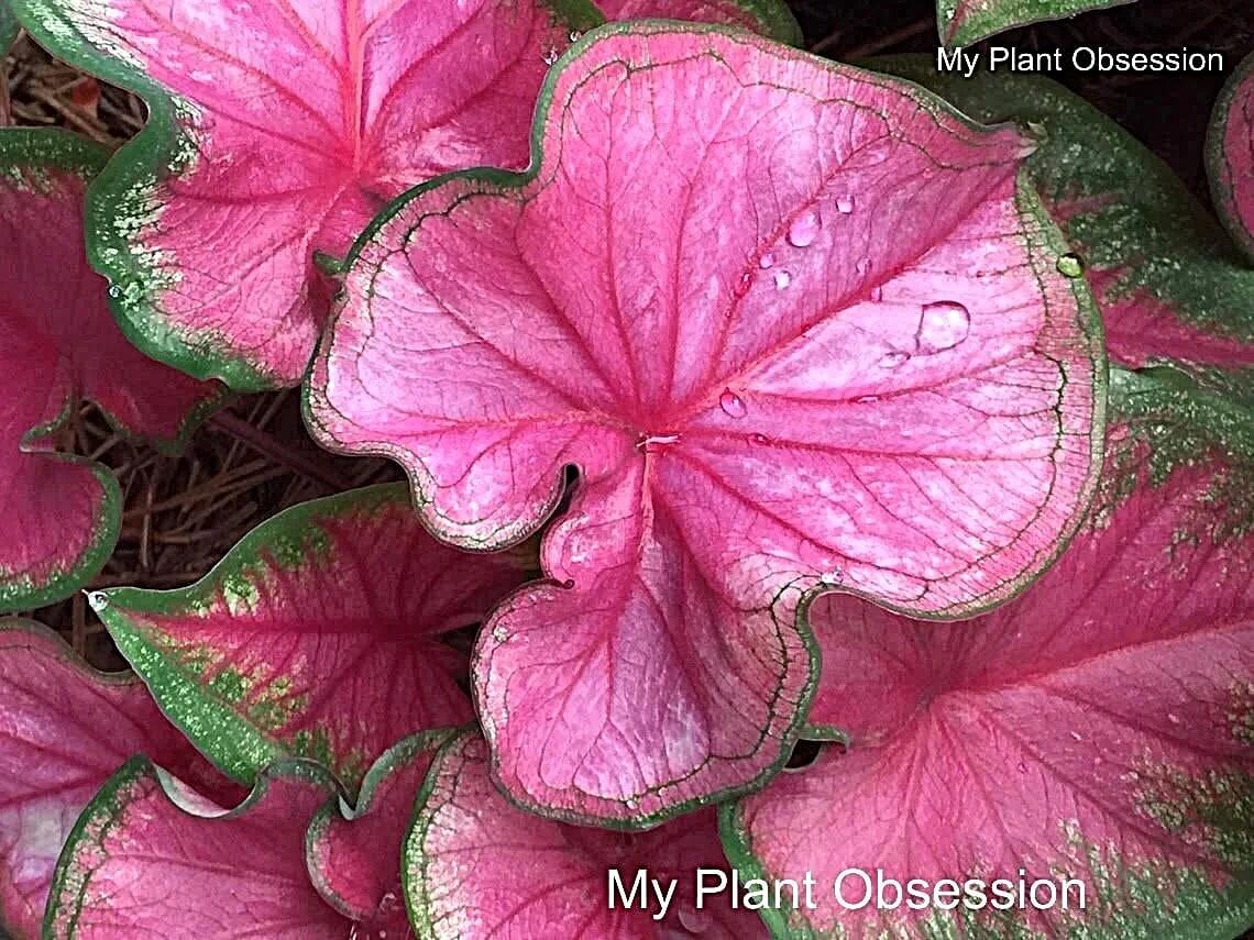 Caladium ‘Florida Sweetheart’ – Mammoth Bulb – Bright Pink Heart-Shaped Leaves