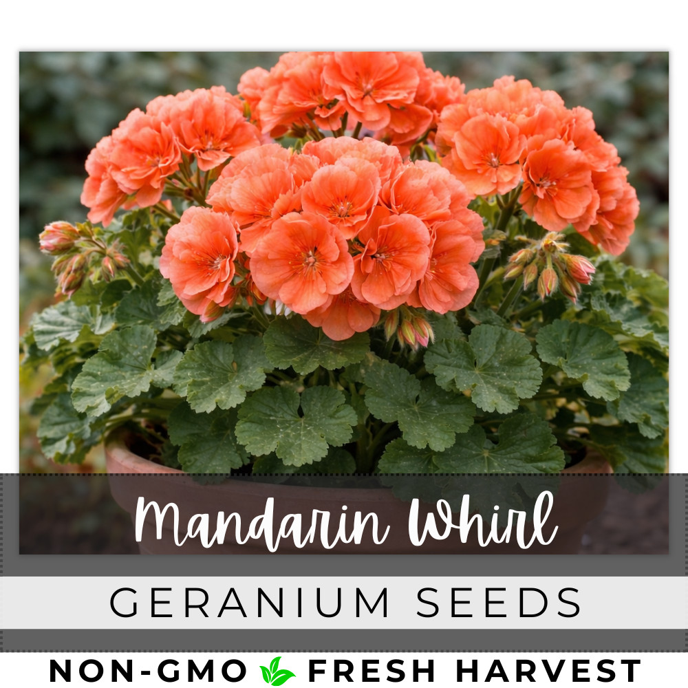 100+ Geranium Seeds – Mandarin Whirl – Fragrant – Fresh Flower Seeds Non GMO