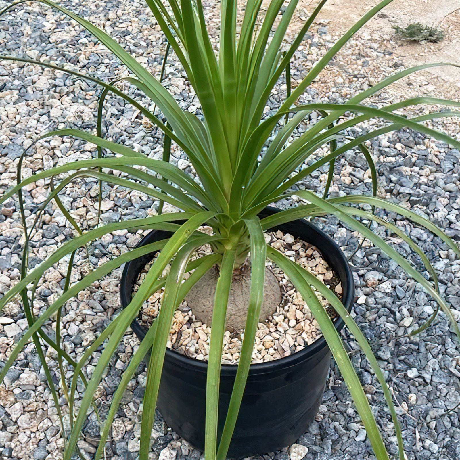 Ponytail palm ‘Beaucarnea recurvata’ cactus Cacti Succulent real live plant