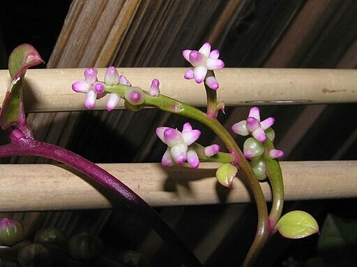 Malabar Red Stem Spinach Seeds, Red Vine Spinach, Ceylon, NON-GMO, FREE SHIPPING