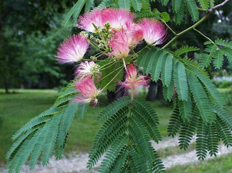 2 SILK MIMOSA TREE FRAGRANT PINK FLOWERS ALBIZIA 6″ SEEDLING STARTER LIVE PLANTS