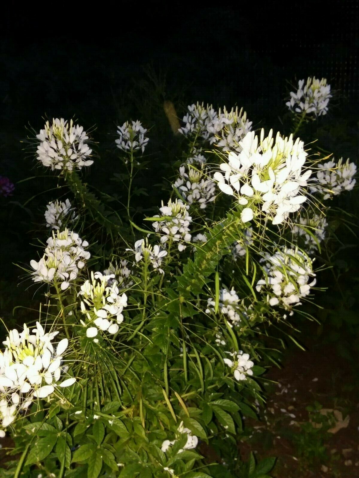 White Queen Cleome Seeds- (Spider Flower) 30 Seeds Comb. S/H See Our Store