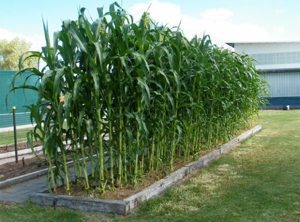 Sweet Corn ‘Heirloom Mix’ 100+ Seeds DELICIOUS NON-GMO flavorful YUM easy 2 grow