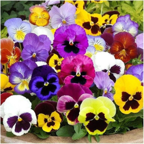Pansy Flower Seeds, Swiss Giants Mix, Viola Wittrockiana, FREE SHIPPING