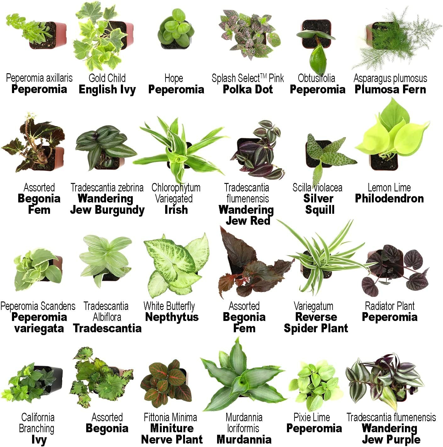 Altman Plants Live 6Pk Indoor Plants For Delivery Premium Live Plants And