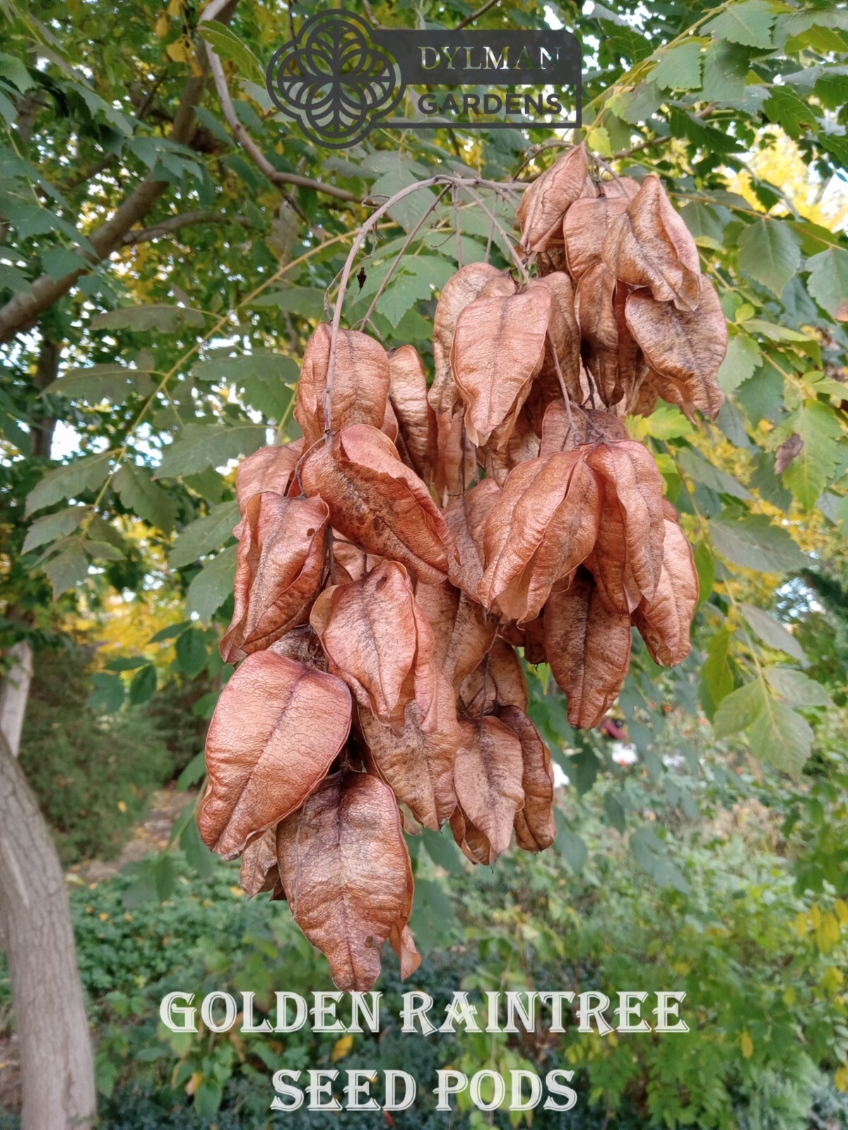 Golden Rain Tree (Koelreuteria paniculata) Bee-friendly Tree – Multiple Sizes