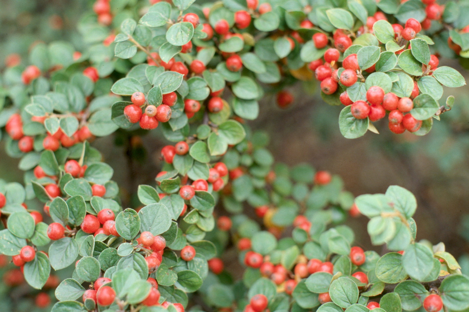 Rockspray Cotoneaster, Cotoneaster horizontalis, Seeds (Hardy Showy)