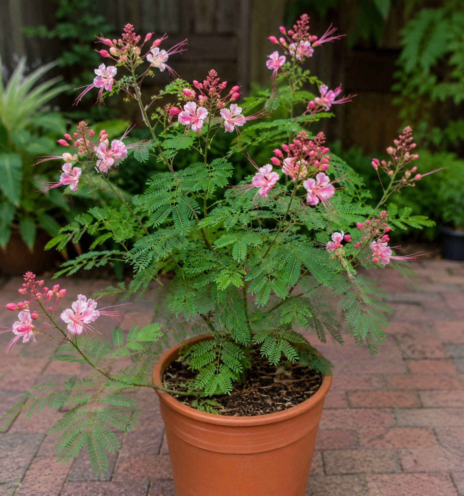 5 All Natural Tropical Pink Peacock Flower Seeds-Caesalpinia
