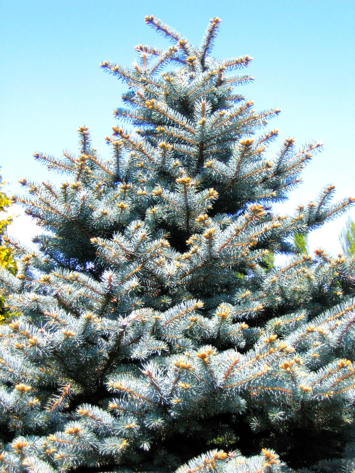 Colorado Blue Spruce Tree Seeds – For 2026 Planting Cold-Hardy Green Evergreen