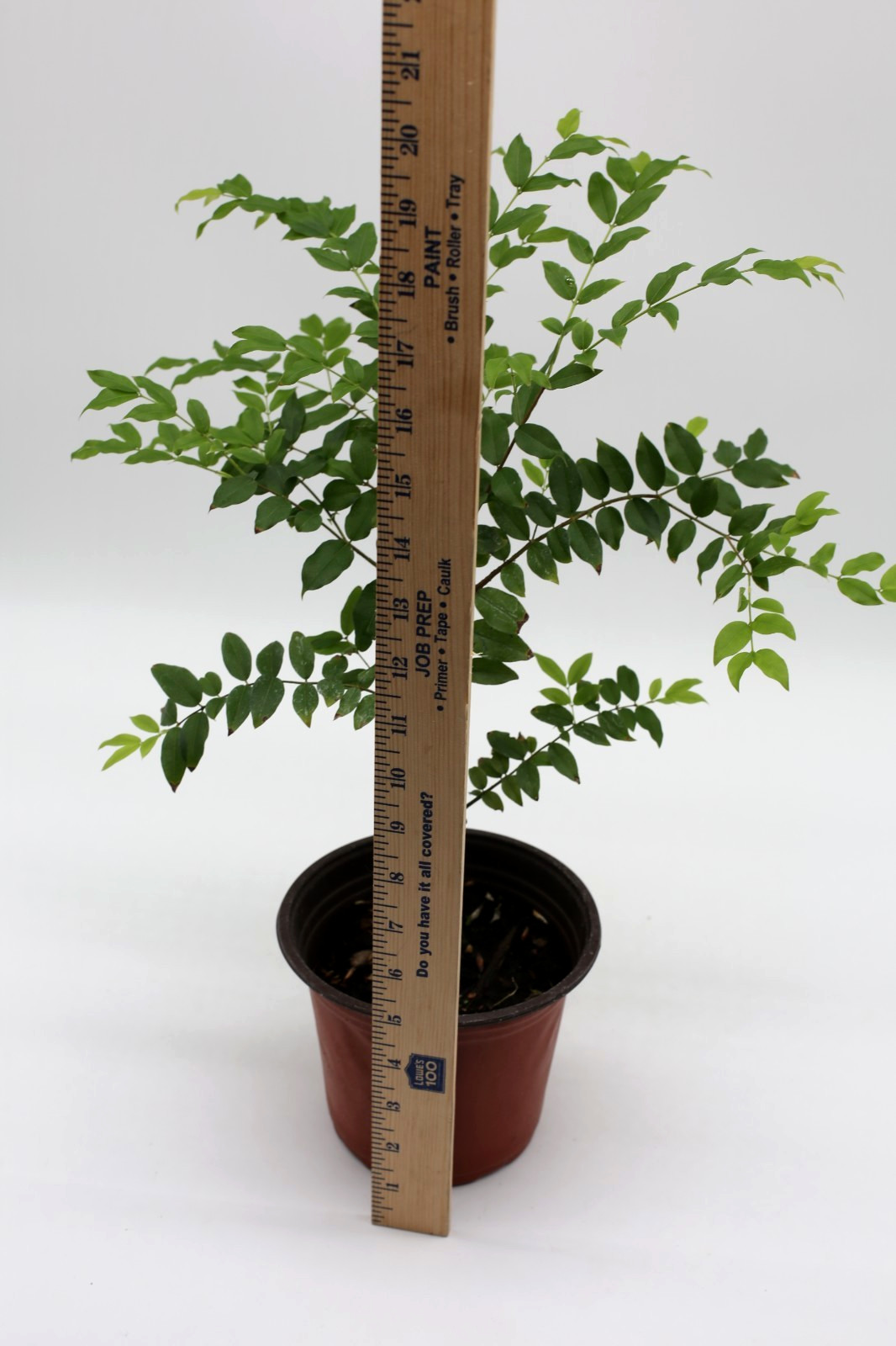 Jaboticaba “Sabara” live tree Brazilian grape