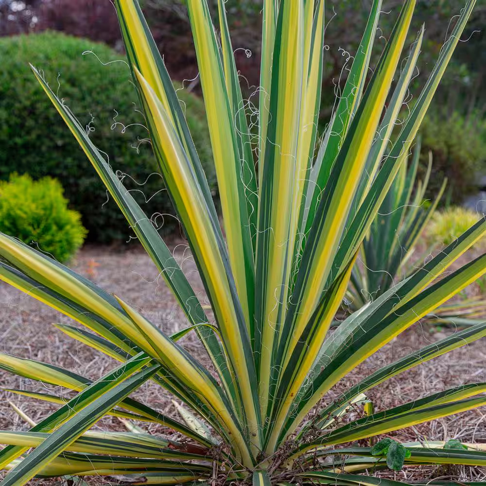 1.5 Gal. Color Guard Yucca (Adam’S Needle) with Variegated Creamy White and Dark