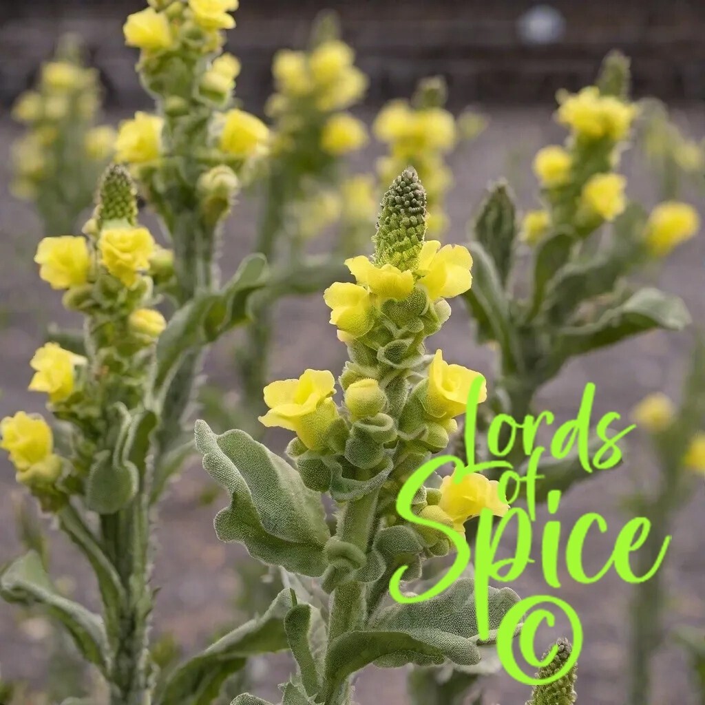 150 Mullein Seeds (Verbascum thapsus) Medicinal herb Seeds – USA