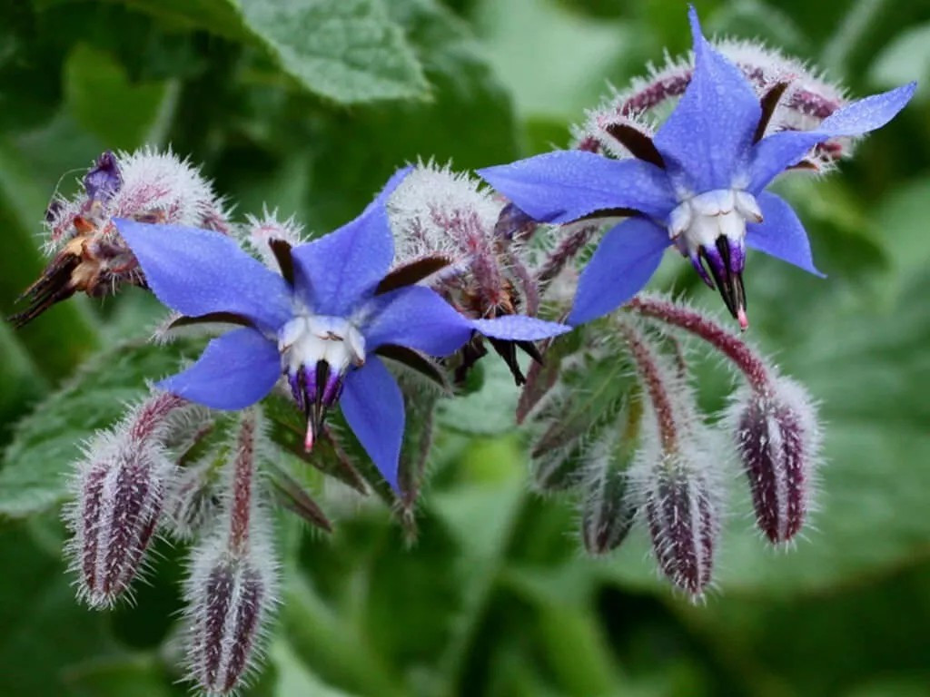 100+ Borage Herb Seeds — Pest Repellent — Heirloom — NON GMO — FRESH