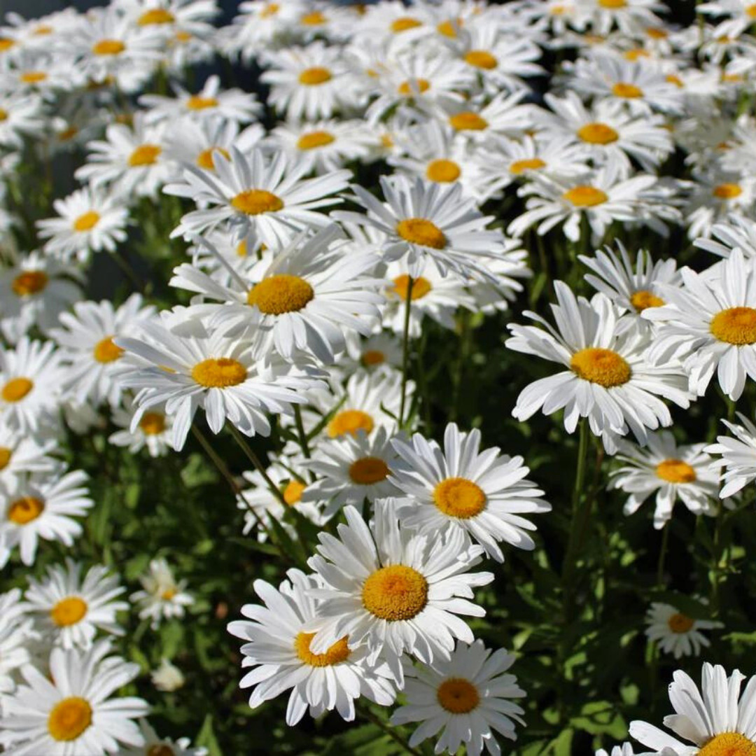 Fresh Elegant Alaska Shasta Daisy Seeds | Heirloom Non-GMO | Flower Seeds