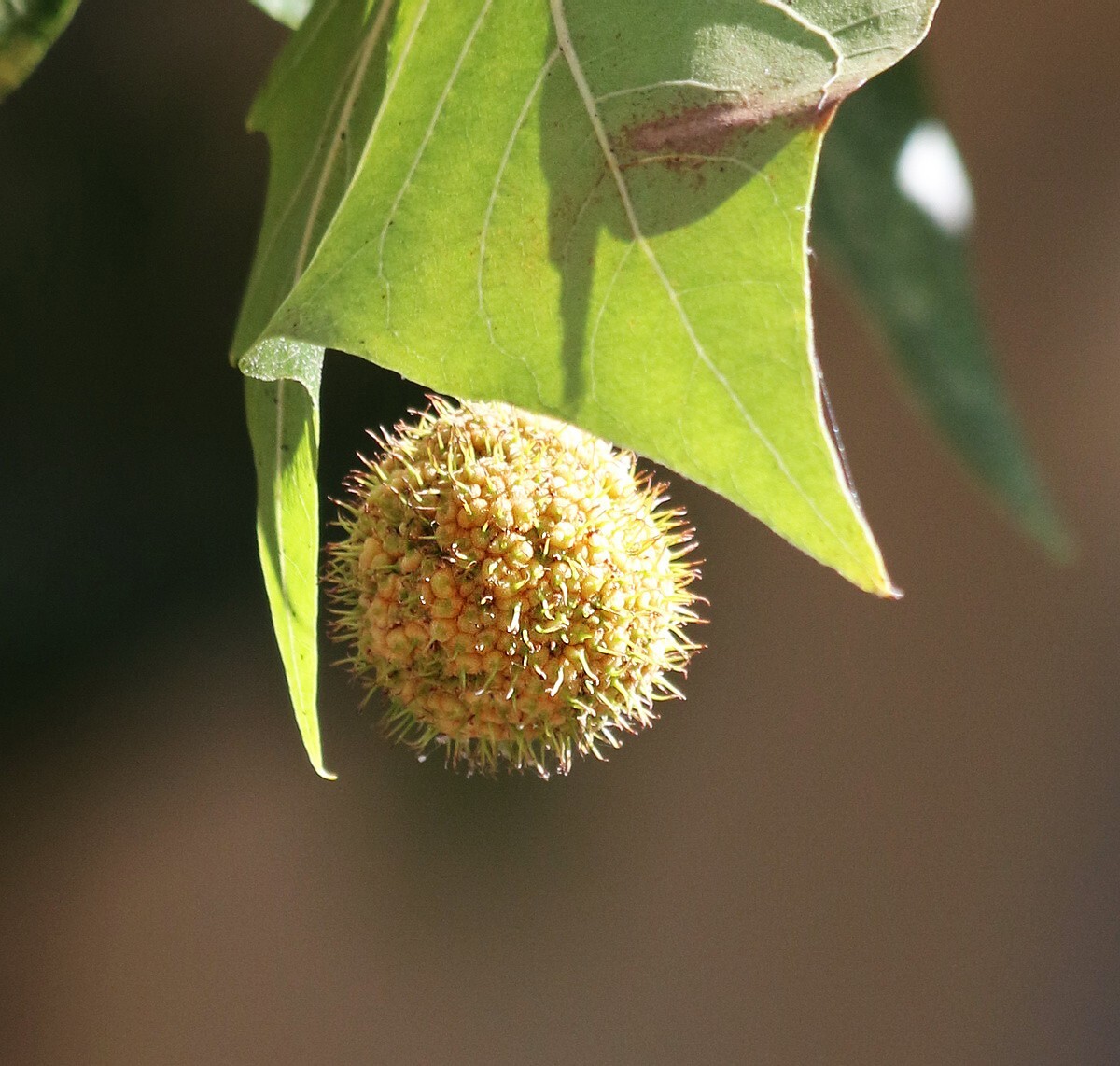 30 MORTON CIRCLE LONDON PLANETREE SEEEDS – Platanus × acerifolia