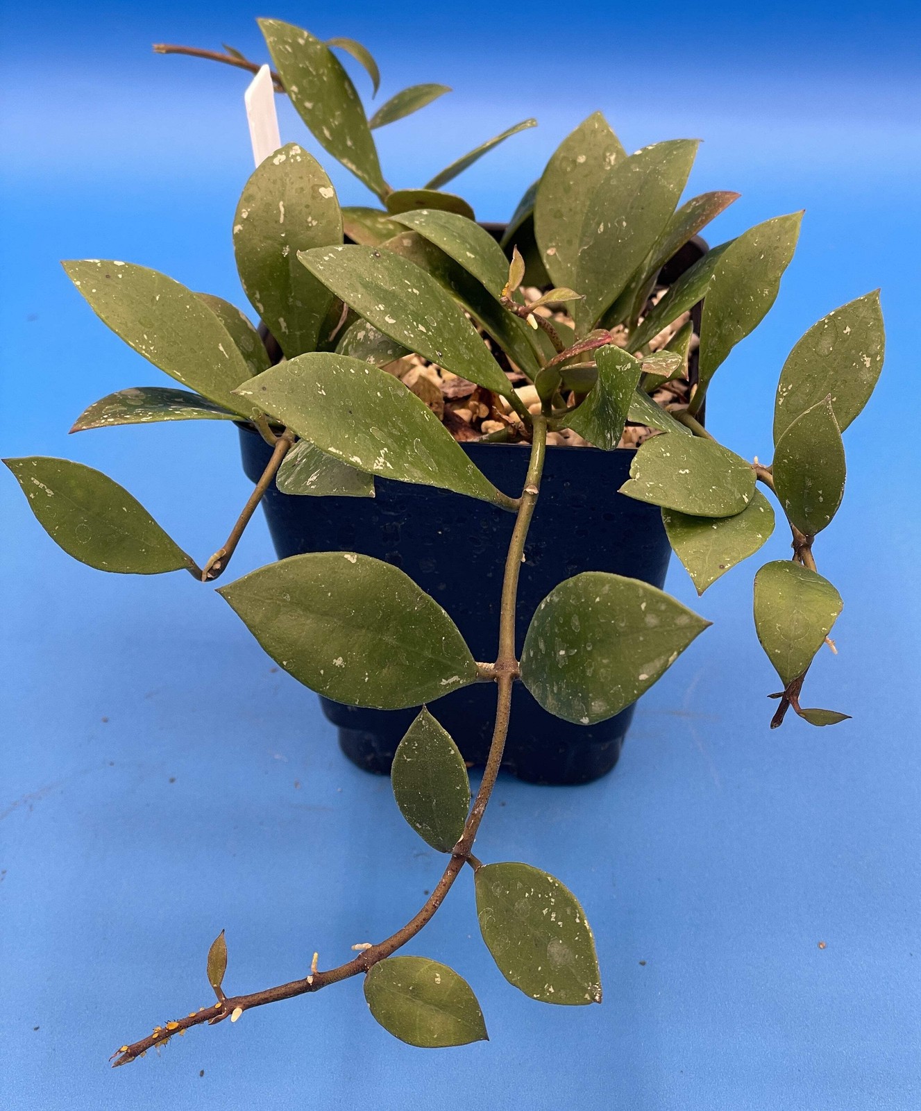 Hoya Sipitangensis – Rooted In 3.5″ pot – Multiple Nodes!