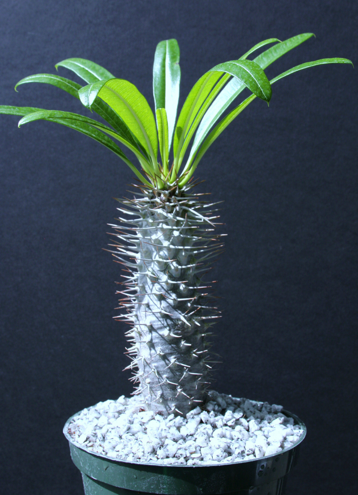 Pachypodium lamerei rare madagascar palm plant cactus cacti caudex bonsai 6″ pot