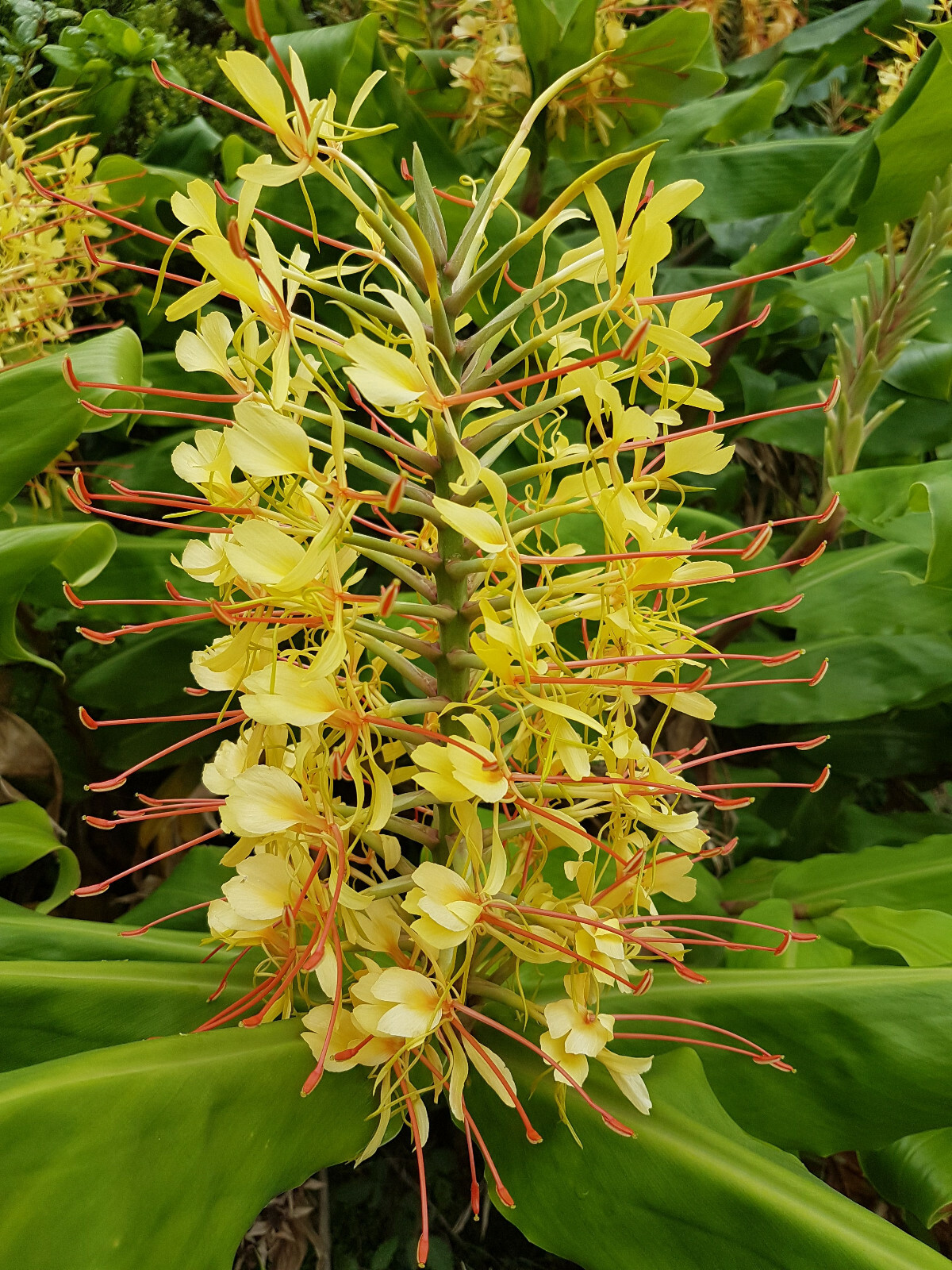 2 HAWAIIAN TROPICAL KAHILI YELLOW GINGER PLANT ROOTS – Fragrant Easy to Grow