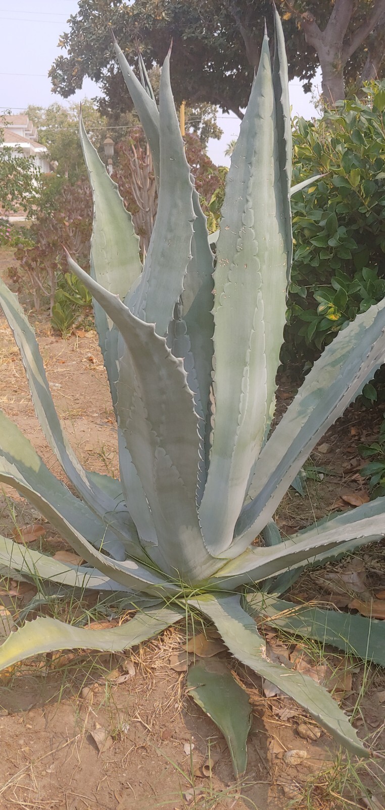 2 Live Plant Agave Succulent plant Bare Root (4 inches to 6 inches per each)