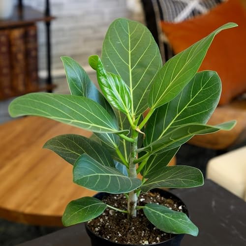 Ficus Audrey Tree (16″ Tall) in 6″ Pot – Easy Care, Air Purifying