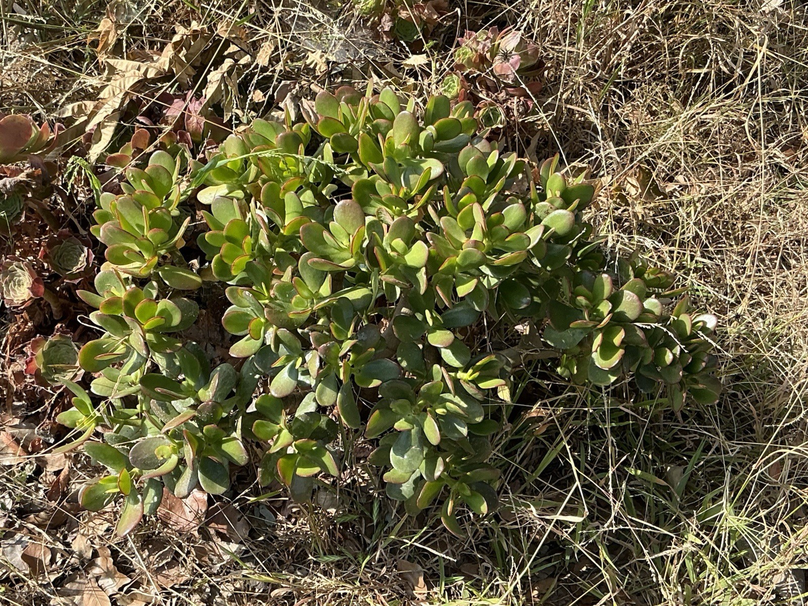 healthy jade plant with roots, Around 16” To 17” tall, rooted
