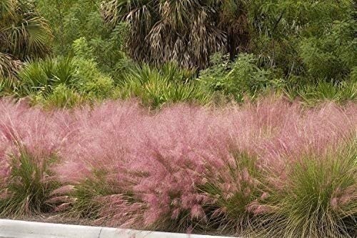 Muhly Grass | 2 Inch | Live Plants | Muhlenbergia | Ornamental Grass