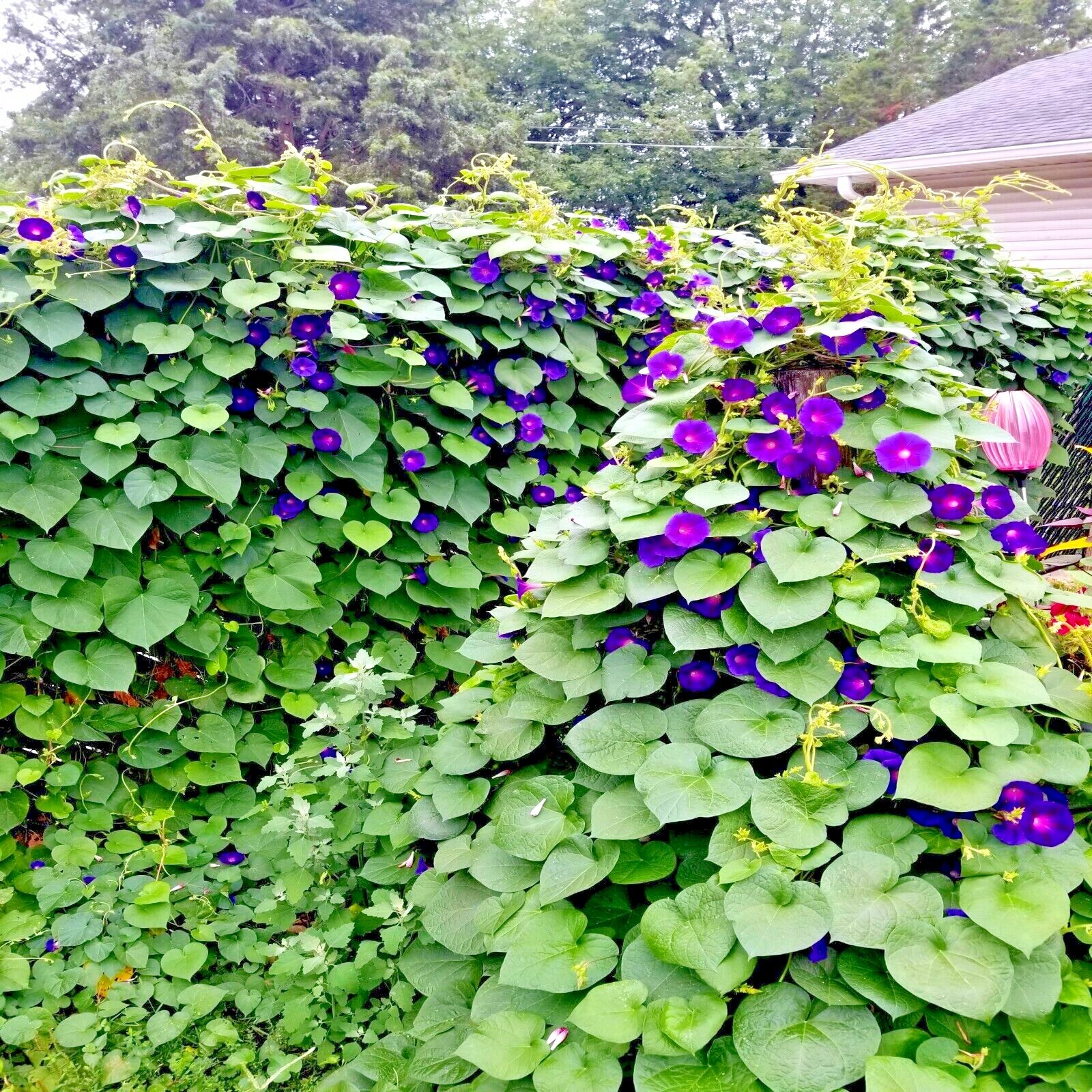 20 PURPLE MORNING GLORY FLOWER VINE SEEDS (Ipomoea purpurea) Hardy Climber Plant