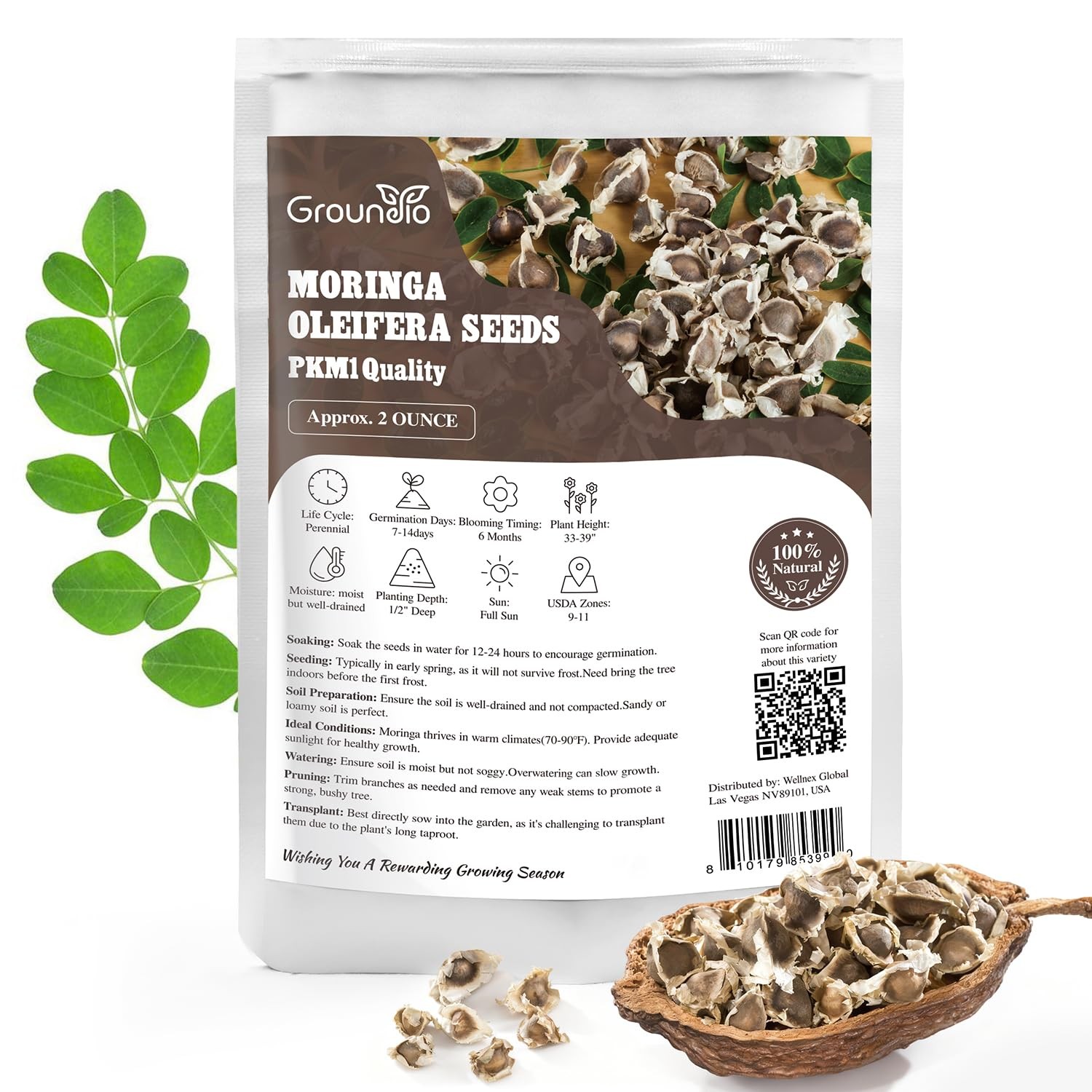 Moringa Seeds for Planting, 2oz, 140+ NonGMO Seeds, High Germination Rate