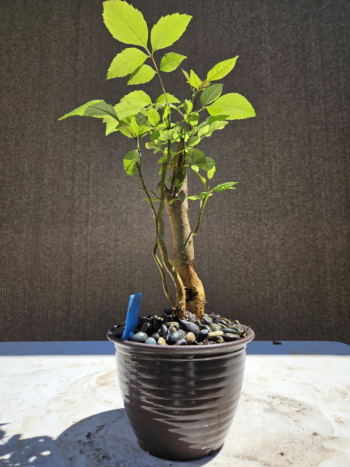Old European Ash Bonsai Tree,,, SALE