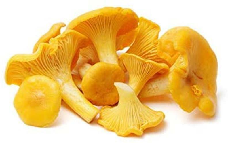 Chanterelle Mushroom Spores in Sawdust Bag Garden Grow Kit Makes 5 gal Free Ship