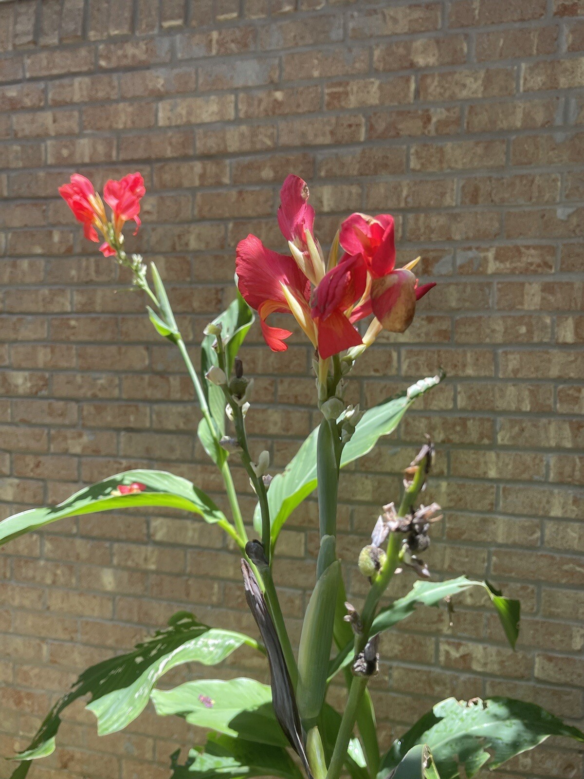 Assorted Canna (12) Seeds~Different Colors With Tracking