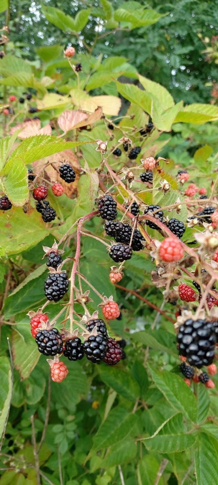 Allegheny Blackberry Plant: High Bush, Native North American Species