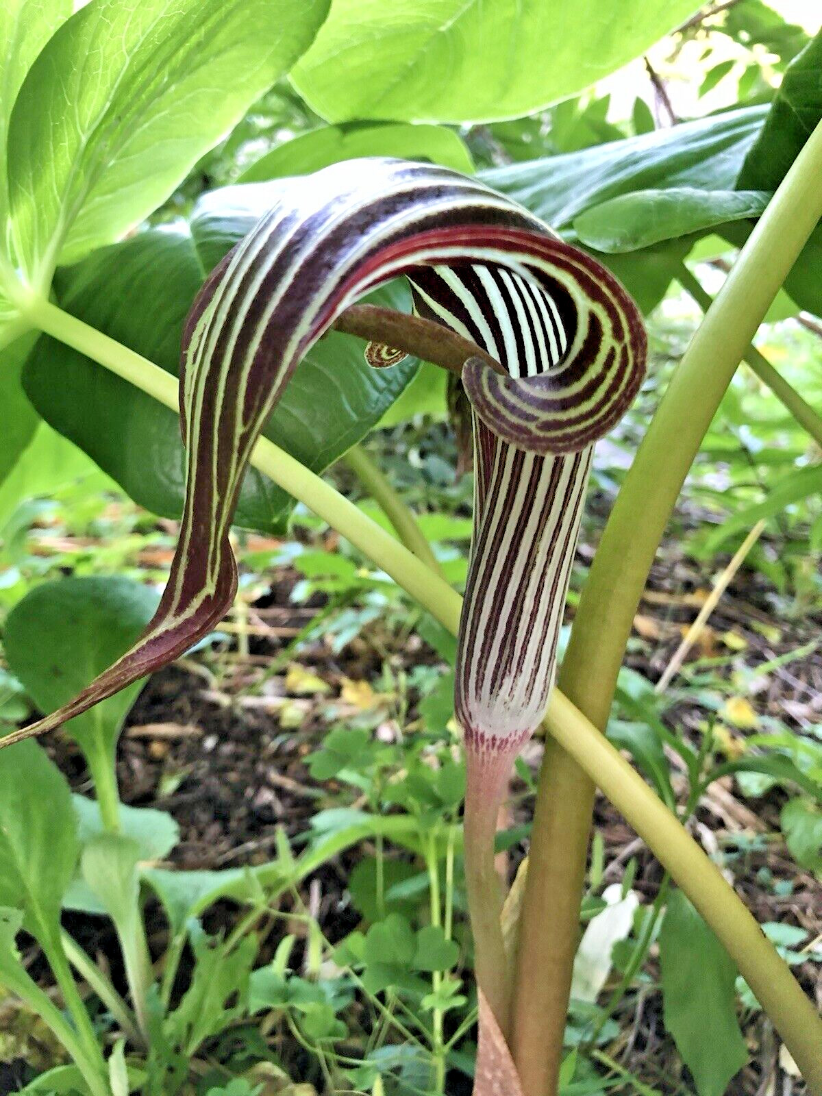 ARISAEMA FARGESII -1 Cobra Lily Bulb with Growing Shoot and Well Developed Roots