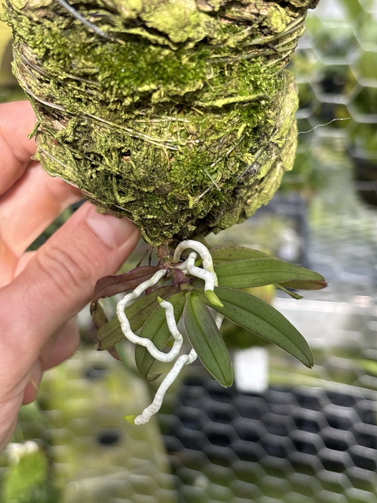Thrixspermum japonicum In Spike Miniature Orchid Species Vanda