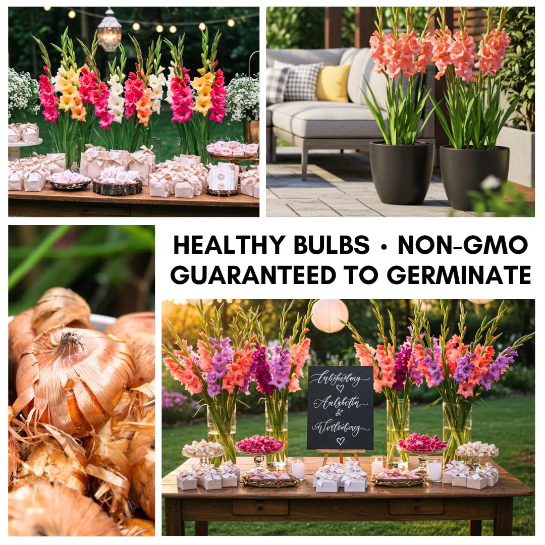 4 Gladiolus Bulbs – Mixed Colors – Sword Lily – blue green red pink